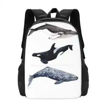 Orka , Kuprius Ir Pilkųjų Banginių Paauglių Kolegijos Studentas, Kuprinė Modelio Dizainas Krepšiai Orcas Žudikas Banginių, Delfinų Orcinus Orca