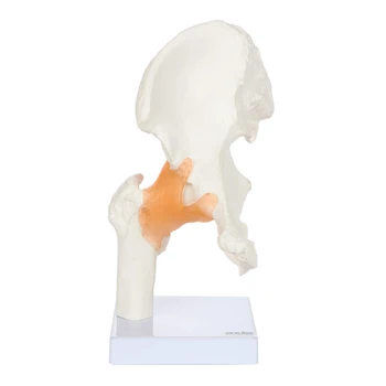 Gyvenimo Dydžio Dubens Kaulų Modelio Aukštos Kokybės Klubo Sąnario Anatomijos Modelis su Lanksčia Raiščių Apima Bazės