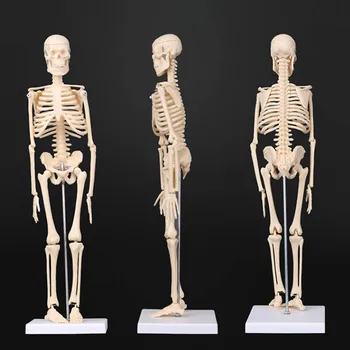 45CM Nuimamas Anatominis Anatomija Žmogaus Skeleto Modelis Mokytis Medicinos Pagalbos Didmeninė Mažmeninė Helovinas Esqueleto Manekenas Įrankiai